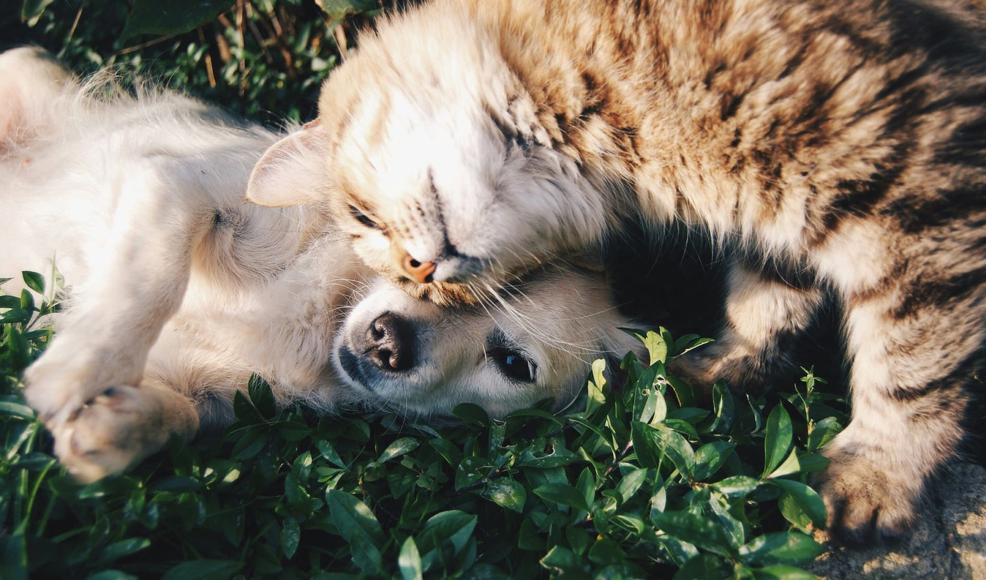 AI for Pet Lovers: Personalized Pet Care Plans and Products